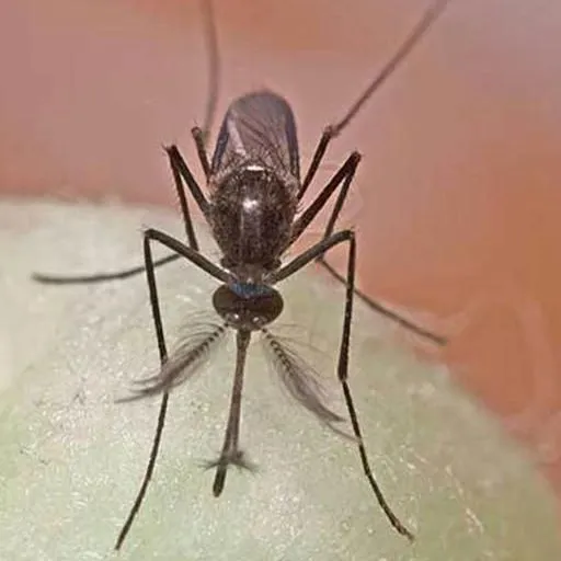 thumbnail for publication: El Mosquito Culex iolambdis